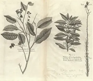 Sloane: Botanical engravings