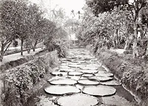 Java: Botanical Gardens, Bogor, Buitenzorg, Java, Indonesia