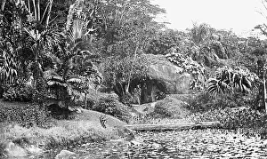 Seychelles: Botanical Gardens, Mahe, Seychelles
