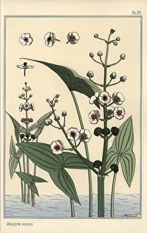 Grasset: Botanical illustration of the arrowhead, Sagittaria