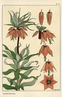 Verneuil: Botanical illustration of the crown imperial