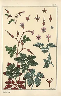 Grassets: Botanical illustration of a geranium flower, petals, leaves