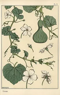 Terrarium: Botanical illustration of the gourd