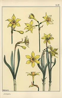 Grasset: Botanical illustration of the jonquil, Narcissus
