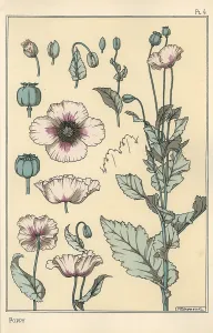Grasset: Botanical illustration of the poppy, with flower
