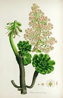 Harry Price: Botanical illustration Sempervivum arboreum