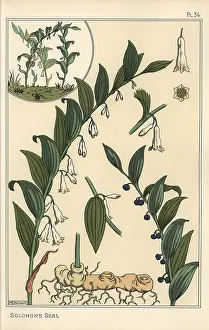 Grasset: Botanical illustration of Solomon's seal, Polygonatum