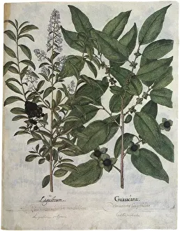 Vulgare: Botanical Plants