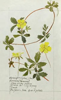 Tormentil: Botanical Sketchbook -- Common Tormentil