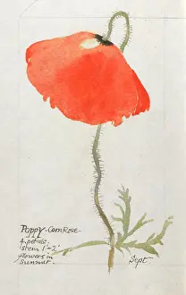 Botanical Sketchbook -- Corn Poppy