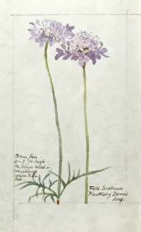 Scabious: Botanical Sketchbook -- Field Scabious
