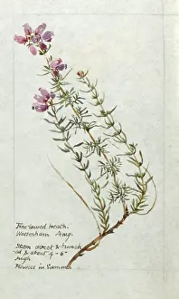 Westerham: Botanical Sketchbook -- Fine Leaved Heath