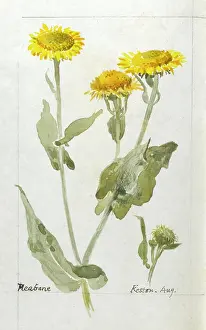 Fleabane: Botanical Sketchbook -- Fleabane