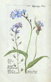 Forgetmenot: Botanical Sketchbook -- Forget-Me-Not