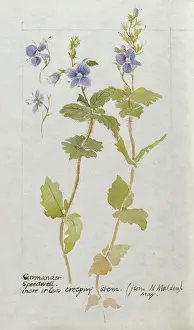 Malden: Botanical Sketchbook -- Germander Speedwell