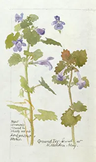 Malden: Botanical Sketchbook -- Ground Ivy