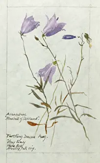 Harebell: Botanical Sketchbook -- Harebell