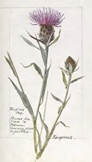 Knapweed: Botanical Sketchbook -- Knapweed