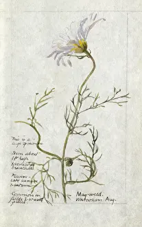 Mayweed: Botanical Sketchbook -- Mayweed