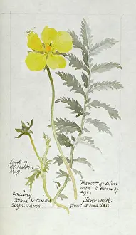 Malden: Botanical Sketchbook -- Silverweed