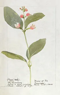Snowberry: Botanical Sketchbook -- Snowberry