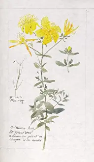 Wort: Botanical Sketchbook -- St John's Wort