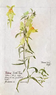 Toadflax: Botanical Sketchbook -- Yellow Toadflax