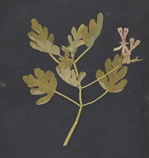 Delany: Botanical Study, ca. 1772?82, Paper collage, sheet