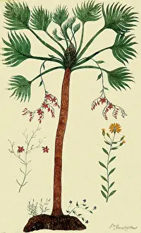 Cycad: Botanical Tree, Flowers