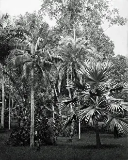 Specimens: Botanical tree specimens, India