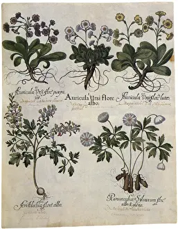 Assortment: Five Botanicals