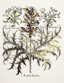 Acanthus: botany, Acanthus (Acanthaceae), spiny bear`s