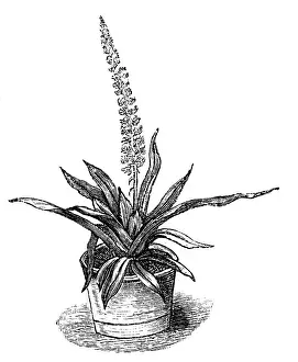 Bromeliaceae: botany, Aechmea, Aechmea recuruata, wood engraving