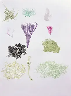 Selfprint: botany, Algen der Dalmatinischen Kueste (Algae