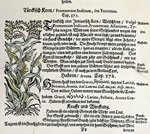 Mays: botany, cereal, maize (Zea mays), woodcut, coloured