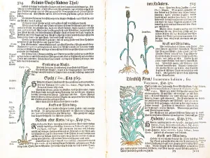 Mays: botany, cereal, rye, maize, oat, from Kraeuterbuch