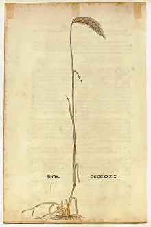 Leonhart: botany, cereal, rye (Secale cereale), woodcut