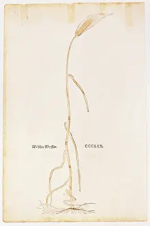 Triticum: botany, cereal, wheat (Triticum)), woodcut