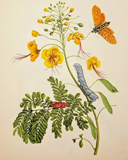 Surinamensium: botany, flowers, Faboidium, watercolour, Metamorphosis
