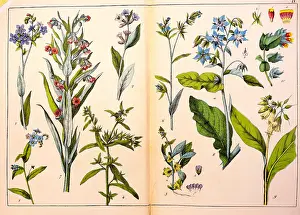 Palustris: botany, flowers, herbs, borage (Boraginaceae)