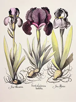 Eichstatt: botany, flowers, Iris, colourers copper engraving