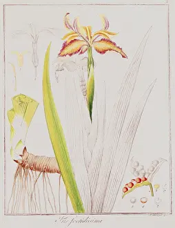 Stinking: botany, flowers, iris, stinking iris, steel engraving