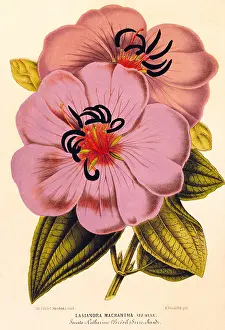 Macrantha: botany, flowers, Lasiandra macrantha, colour