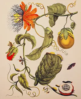 Surinamensium: botany, flowers, Passion flower (Passiflora)