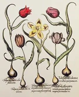 Hortus: botany, flowers, tulip (Tulipa), miscellaneous