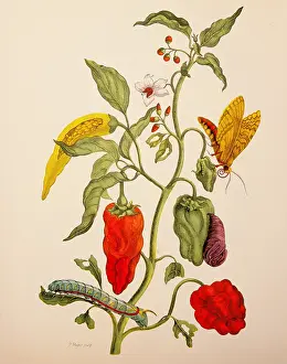 Capsicum: botany, flowers, vegetables, bell pepper (Capsicum