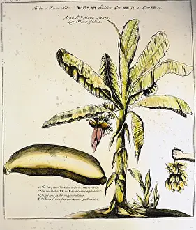 Musa: botany, fruit and vegetable, banana (Musa), copper