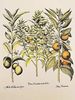 Sinensis: botany, fruit and vegetable, Citrus, lemon (Citrus