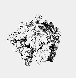 Vitis: botany, grape vinn (Vitis vinifera), grapes and