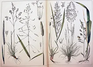 Kindom: botany, grasses, true grasses (Poaceae), from